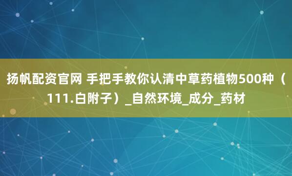 扬帆配资官网 手把手教你认清中草药植物500种（111.白附子）_自然环境_成分_药材